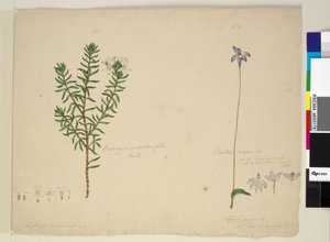 Side 183. Westringia rosmarinifolia Westringia fruiticosa; 184. Glossodia major, ca. 1803-06 (wc, pen, blæk og blyant) af John William Lewin
