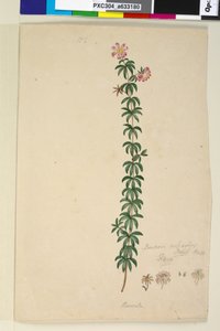 Side 186. Bauera rubioides, ca. 1803-06 (wc, kuglepen, blæk og blyant) af John William Lewin