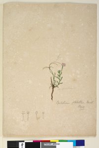 Side 187. Epilobium glabellum, ca. 1803-06 (wc, pen, blæk og blyant) af John William Lewin