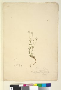 Side 18. Mitrasacme polymorpha, ca. 1803-06 (wc, pen, blæk og blyant) af John William Lewin