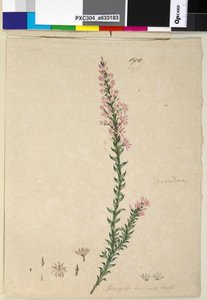 Side 190. Sprengelia incarnata, ca. 1803-06 (wc, pen, blæk og blyant) af John William Lewin