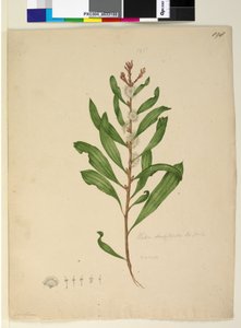 Side 198. Hakea dactyloides, ca. 1803-06 (wc, pen, blæk og blyant) af John William Lewin