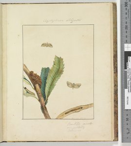 Side 19. Plade 5 Cryptophasa Strigata, 1803-04 (håndfarvede ætsetryk) af John William Lewin