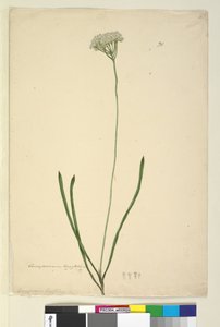 Side 20. Conospermum longifolium, c.1803-06 (wc, kuglepen, blæk og blyant) af John William Lewin