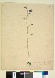 Side 217. Lobelia gracilis, ca. 1803-06 (wc, kuglepen, blæk og blyant)