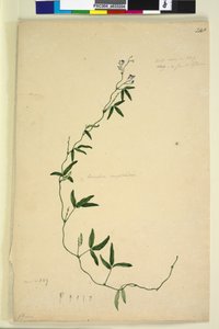 Side 218. Kennedia comptoniana Hardenbergia comptoniana, c.1803-06 (wc, pen, blæk og blyant)