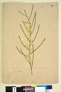 Side 219. Acacia angustifolia, ca. 1803-06 (wc, kuglepen, blæk og blyant) af John William Lewin