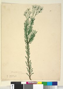 Side 21. Conospermum ericifolium, c.1803-06 (wc, pen, blæk og blyant) af John William Lewin