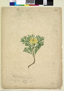 Side 224. Isopogon anemonifolius, c.1803-06 (wc, pen, blæk og blyant) af John William Lewin