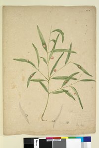 Side 225. Grenen af en art af eukalyptus, der bærer galder..., ca. 1803-06 (wc, pen, blæk og blyant) af John William Lewin