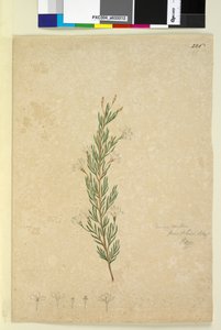 Side 226. Ricinocarpus pinifolius, ca. 1803-06 (wc, kuglepen, blæk og blyant) af John William Lewin