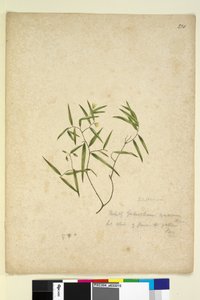 Side 230. Geitonoplesium cymosum, ca. 1803-06 (wc, pen, blæk og blyant) af John William Lewin
