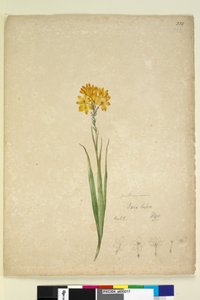Side 232. Ixia lutea, ca. 1803-06 (wc, pen, blæk og blyant) af John William Lewin