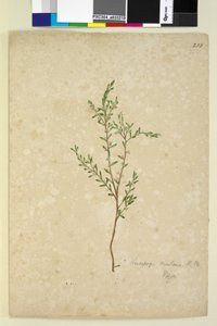 Side 233. Leucopogon, ca. 1803-06 (wc, pen, blæk og blyant) af John William Lewin