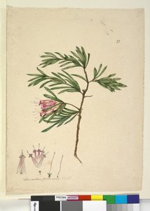 Side 23. Lambertia formosa, ca. 1803-06 (wc, kuglepen, blæk og blyant) af John William Lewin