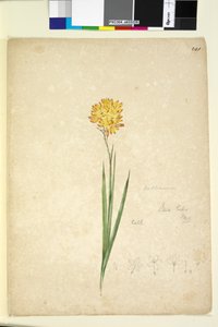 Side 241. Ixia lutea, ca. 1803-06 (wc, pen, blæk og blyant) af John William Lewin