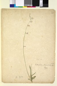 Side 246. Arthropodium paniculatum, ca. 1803-06 (wc, pen, blæk og blyant) af John William Lewin