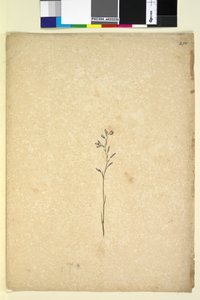Side 250. Uidentificeret plante, ca. 1803-06 (wc, kuglepen, blæk og blyant) af John William Lewin