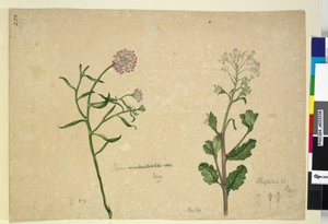 Side 253. Iberis umbellata; Hesperis sp., ca. 1803-06 (wc, kuglepen, blæk og blyant) af John William Lewin