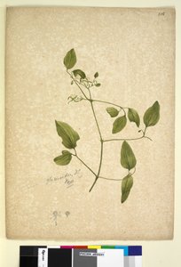 Side 256. Clematis glycinoides, ca. 1803-06 (wc, pen, blæk og blyant) af John William Lewin