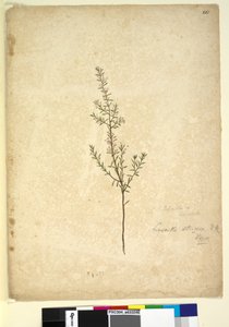 Side 261. Lissanthe strigosa, ca. 1803-06 (wc, pen, blæk og blyant) af John William Lewin