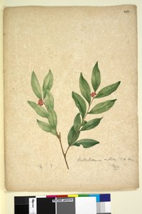 Side 263. Wikstroemia indica, c.1803-06 (wc, pen, blæk og blyant) af John William Lewin