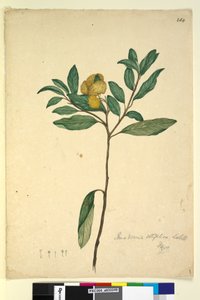 Side 264. Pomaderris elliptica, ca. 1803-06 (wc, kuglepen, blæk og blyant) af John William Lewin