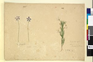 Side 265. Glossodia minor; 266. Ricinocarpus, ca. 1803-06 (wc, pen, blæk og blyant) af John William Lewin