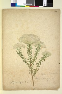 Side 268. Helichrysum diosmifolium Ozothamnus diosmifolius, c.1803-06 (wc, pen, blæk og blyant)