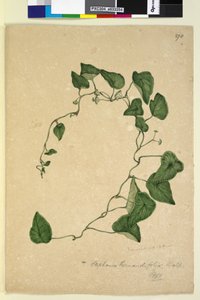 Side 270. Stephania hernandiaefolia, ca. 1803-06 (wc, pen, blæk og blyant) af John William Lewin
