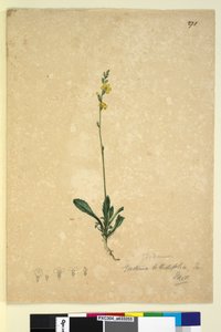 Side 271. Goodenia bellidifolia, ca. 1803-06 (wc, kuglepen, blæk og blyant) af John William Lewin