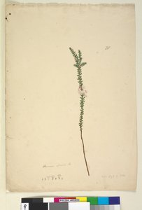 Side 28. Epacris sparsa, ca. 1803-06 (wc, pen, blæk og blyant)