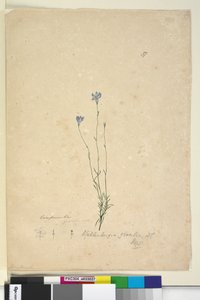 Side 37. Wahlenbergia gracilis, ca. 1803-06 (wc, kuglepen, blæk og blyant) af John William Lewin