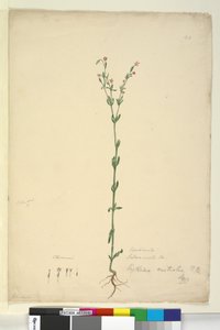Side 40. Erythraea australis, ca. 1803-06 (wc, pen, blæk og blyant) af John William Lewin
