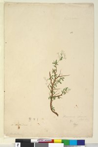Side 42. Bursaria spinosa, ca. 1803-06 (wc, pen, blæk og blyant) af John William Lewin