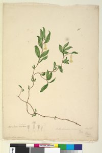 Side 43. Billardiera scandens, c.1803-06 (wc, pen, blæk og blyant) af John William Lewin