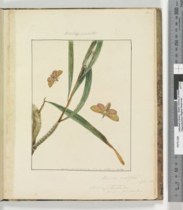 Side 43. Plade 11 Bombyx Nasuta, 1803-04 (håndfarvede ætsetryk) af John William Lewin