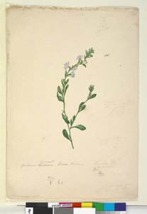 Side 46. Goodenia laevigata, c.1803-06 (wc, kuglepen, blæk og blyant) af John William Lewin