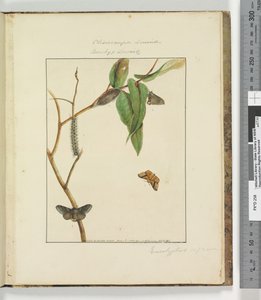 Side 47. Plade 12 Clisiocampa Lewinae Bombyx Lewinae, 1803-04 (håndfarvede ætsetryk) af John William Lewin