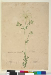 Side 48. Actinotus Helianthi, ca. 1803-06 (wc, pen, blæk og blyant) af John William Lewin