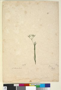 Side 49. Trachymene linearis, ca. 1803-06 (wc, pen, blæk og blyant) af John William Lewin