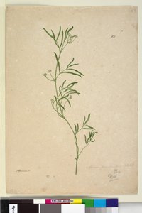 Side 50. Apium, ca. 1803-06 (wc, pen, blæk og blyant) af John William Lewin