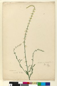 Side 51. Stackhousia, ca. 1803-06 (wc, pen, blæk og blyant) af John William Lewin