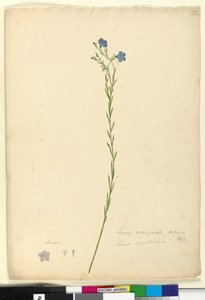 Side 52. Linum marginale, ca. 1803-06 (wc, pen, blæk og blyant) af John William Lewin