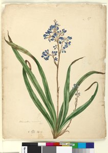 Side 57. Dianella caerulea, ca. 1803-06 (wc, pen, blæk og blyant)