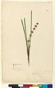 Side 62. Xerotes Lomandra multiflora, c.1803-06 (wc, pen, blæk og blyant) af John William Lewin