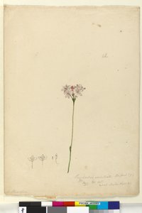 Side 63. Burchardia umbellata, ca. 1803-06 (wc, kuglepen, blæk og blyant) af John William Lewin