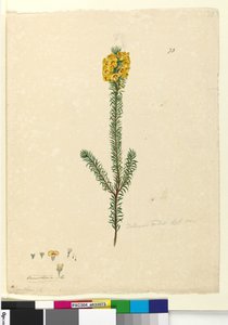 Side 73. Dillwynia rubis?, ca. 1803-06 (wc, kuglepen, blæk og blyant) af John William Lewin