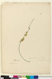 Side 75. Sphaerolobium vimineum, ca. 1803-06 (wc, pen, blæk og blyant) af John William Lewin