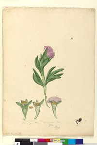 Side 82. Mesembryanthemum aequilaterale, ca. 1803-06 (wc, pen, blæk og blyant) af John William Lewin